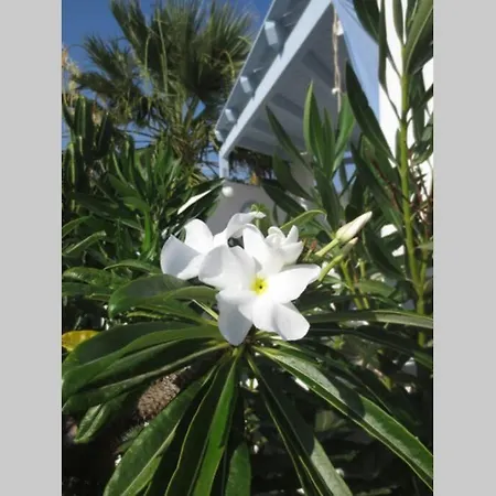 Riviera Paradise : Unique Vacations Experience * Алико-Бич